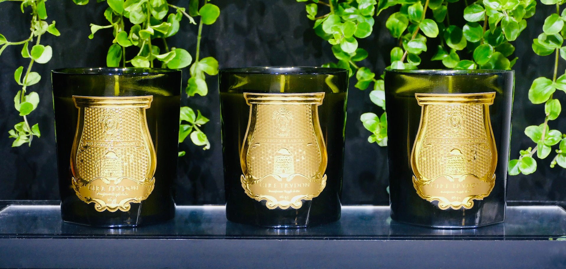 CIRE TRUDON - PUA PUA